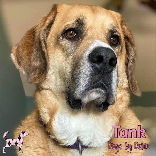 Adoptable Dogs & Puppies in St. Joseph, MO