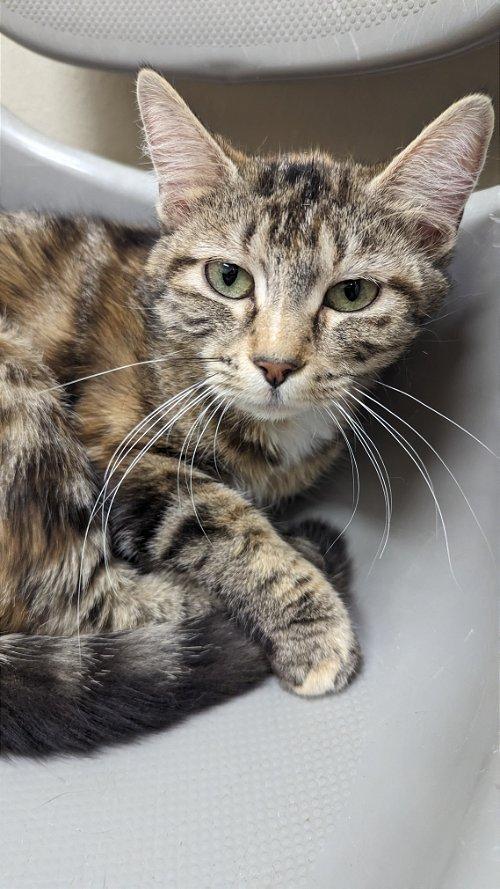 Adoptable Cats & Kittens in Dubuque, IA