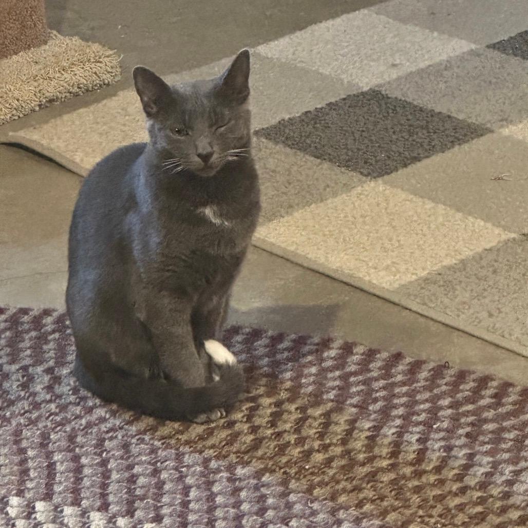 Gracie