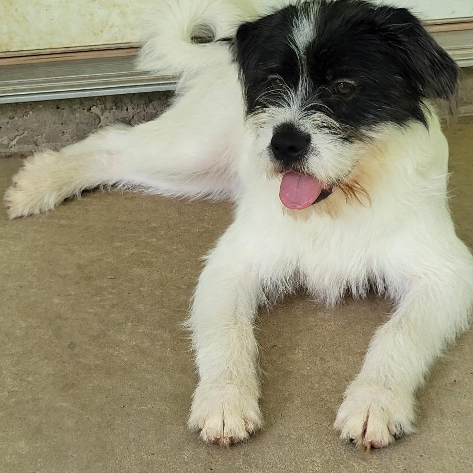 Pippa