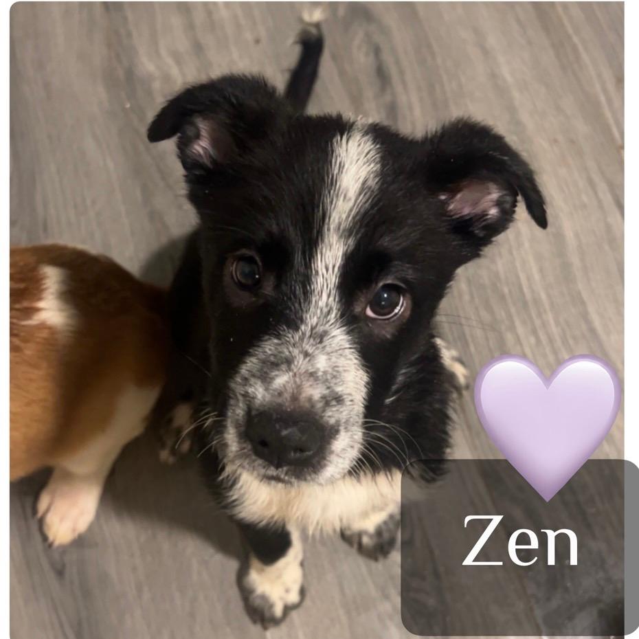 Zen