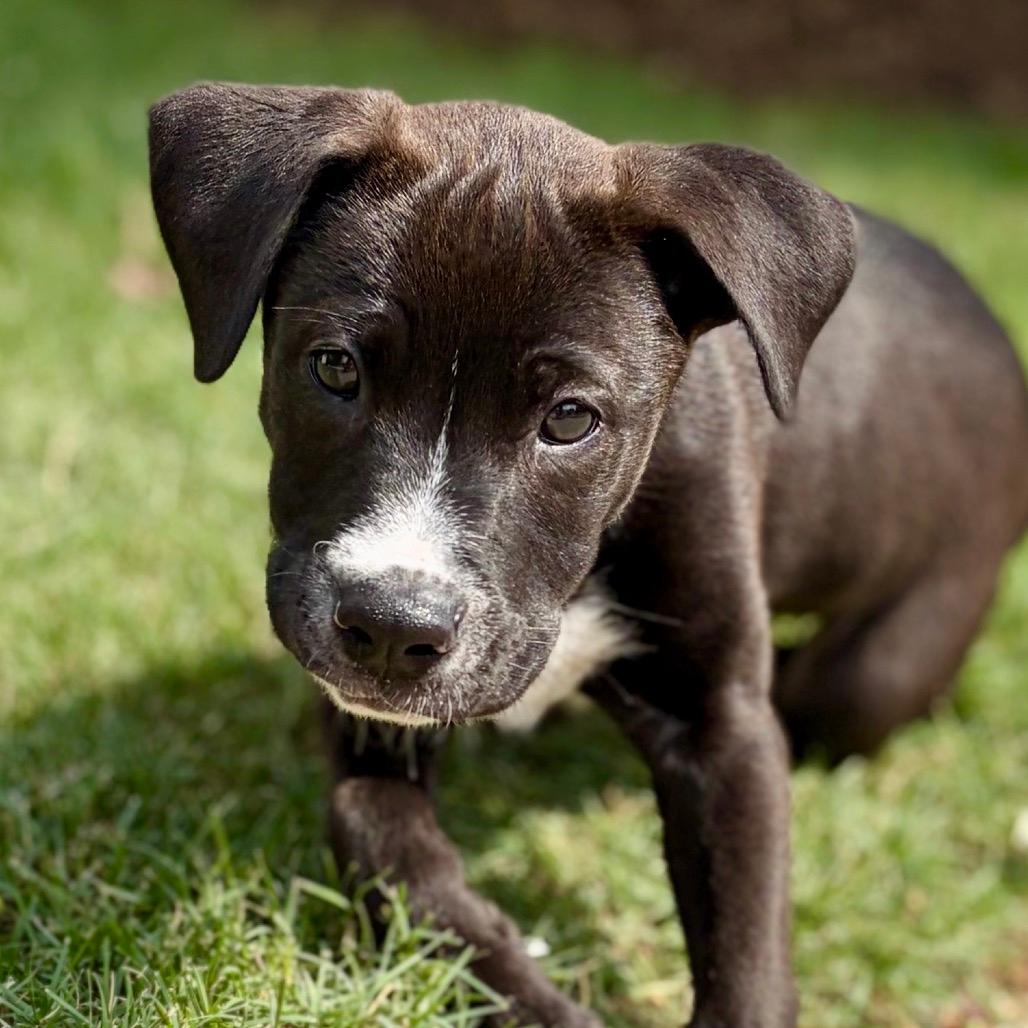 Axle Lola Pup