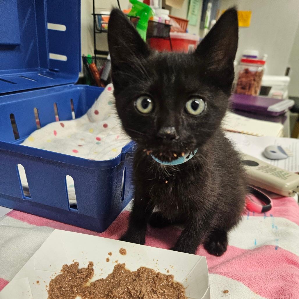 STRAY KITTEN "Frank"