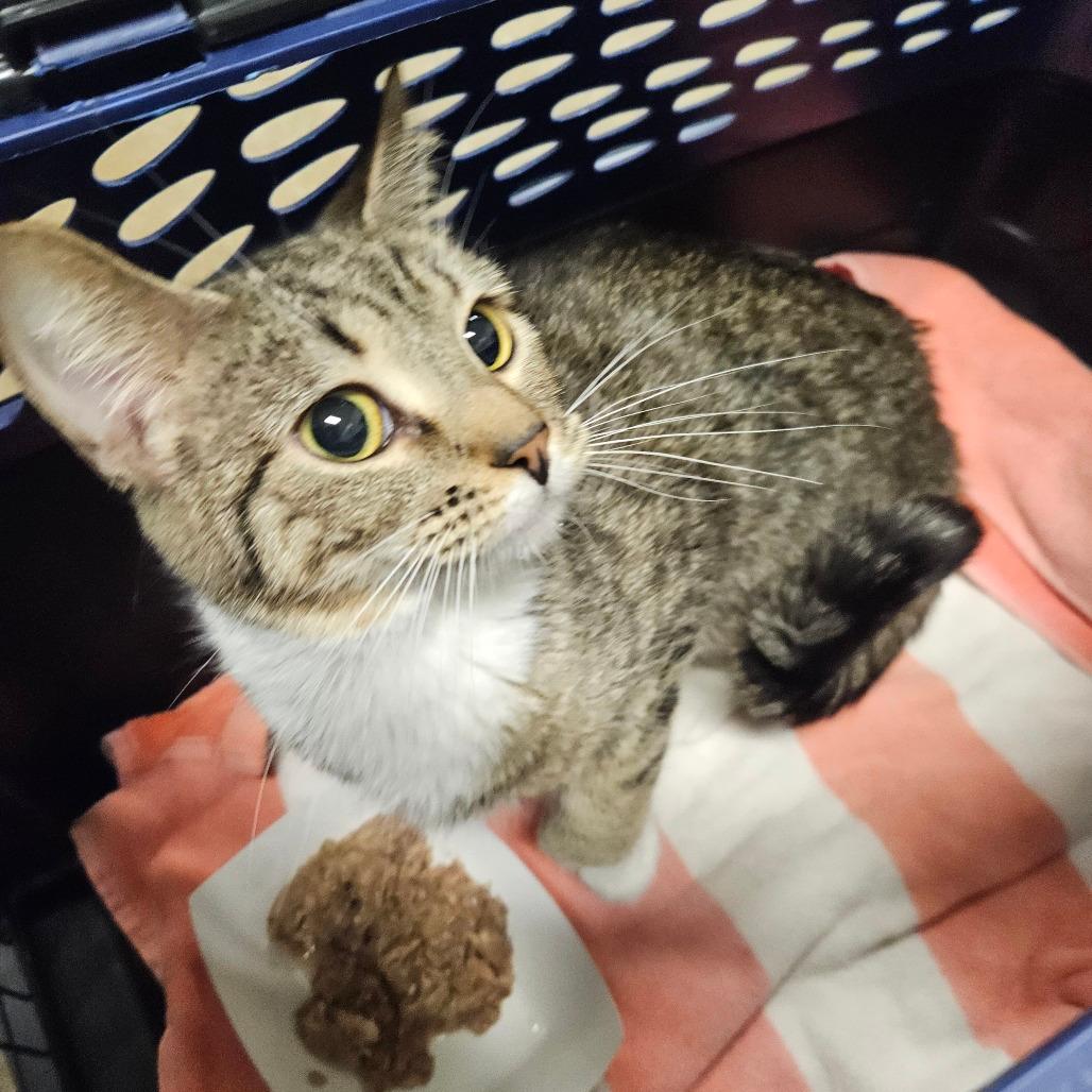 STRAY CAT "Lily"