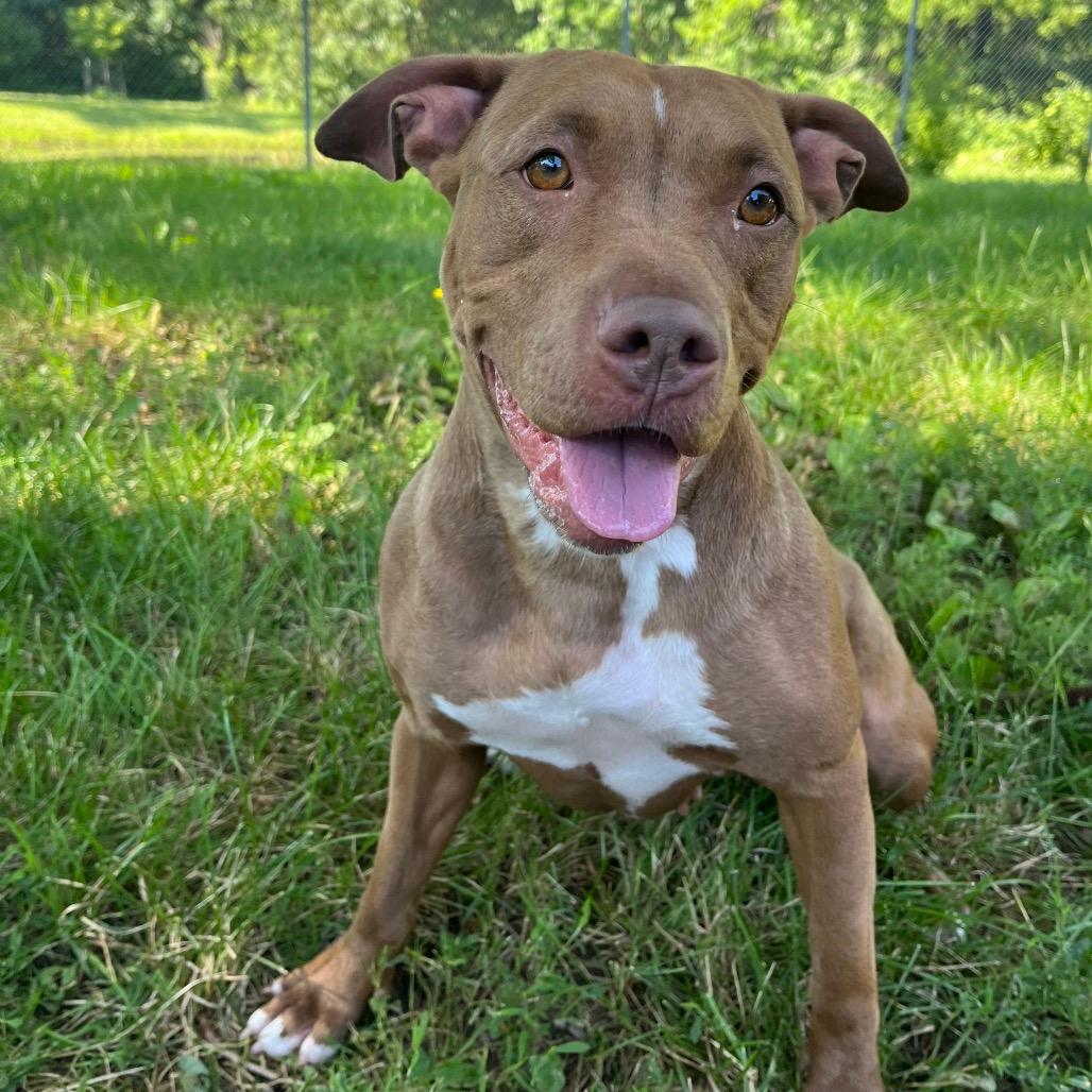 Patty the Pittie (26-6666)