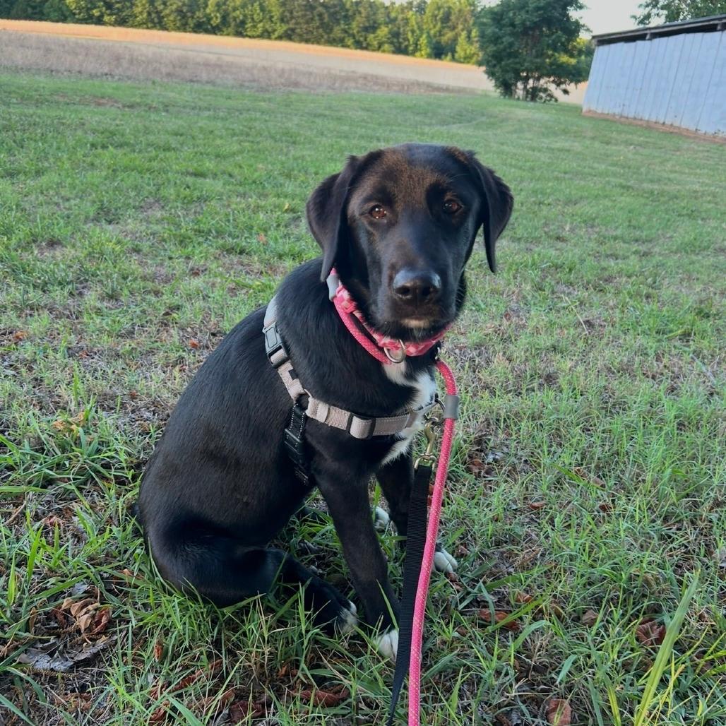 Bonnie