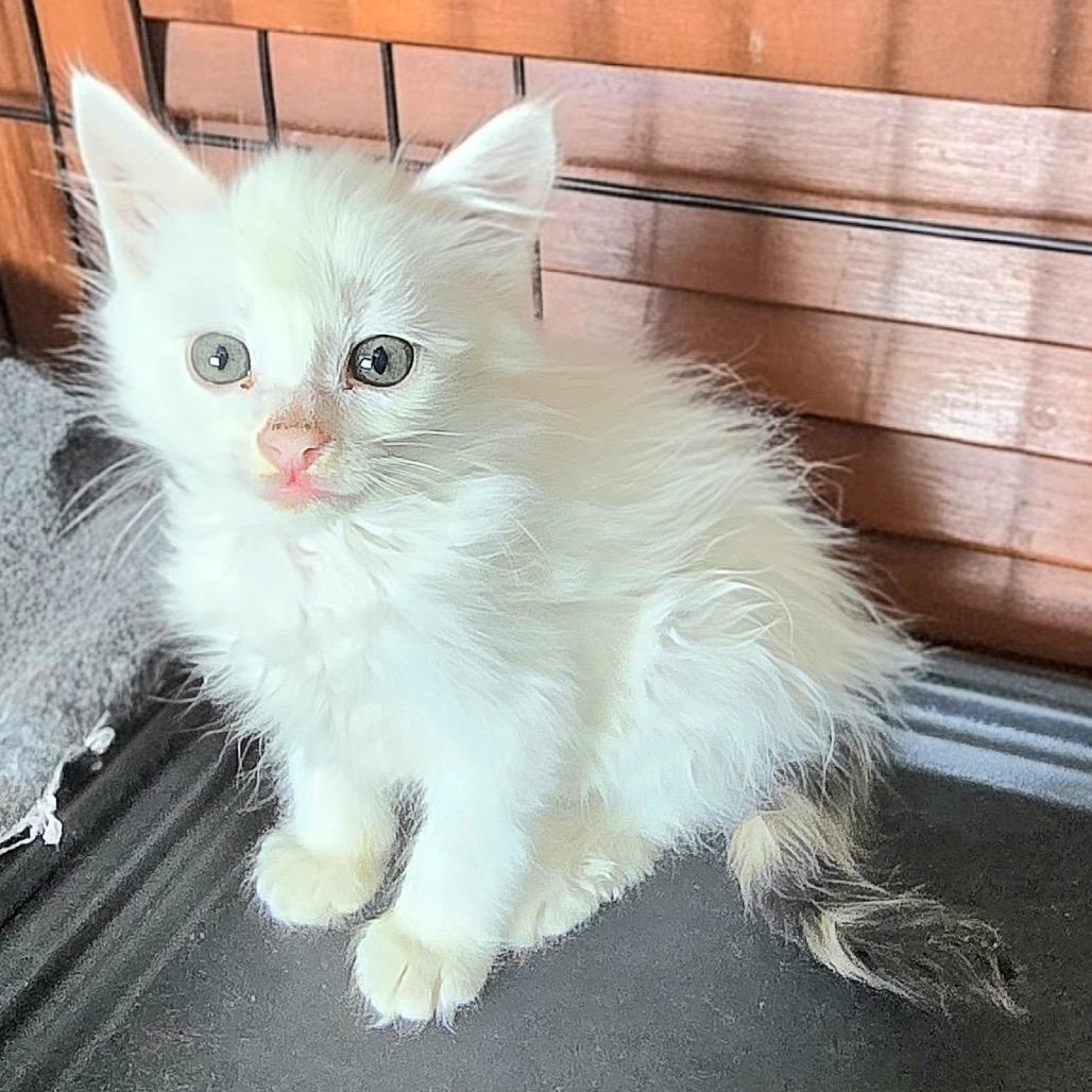 Fifi