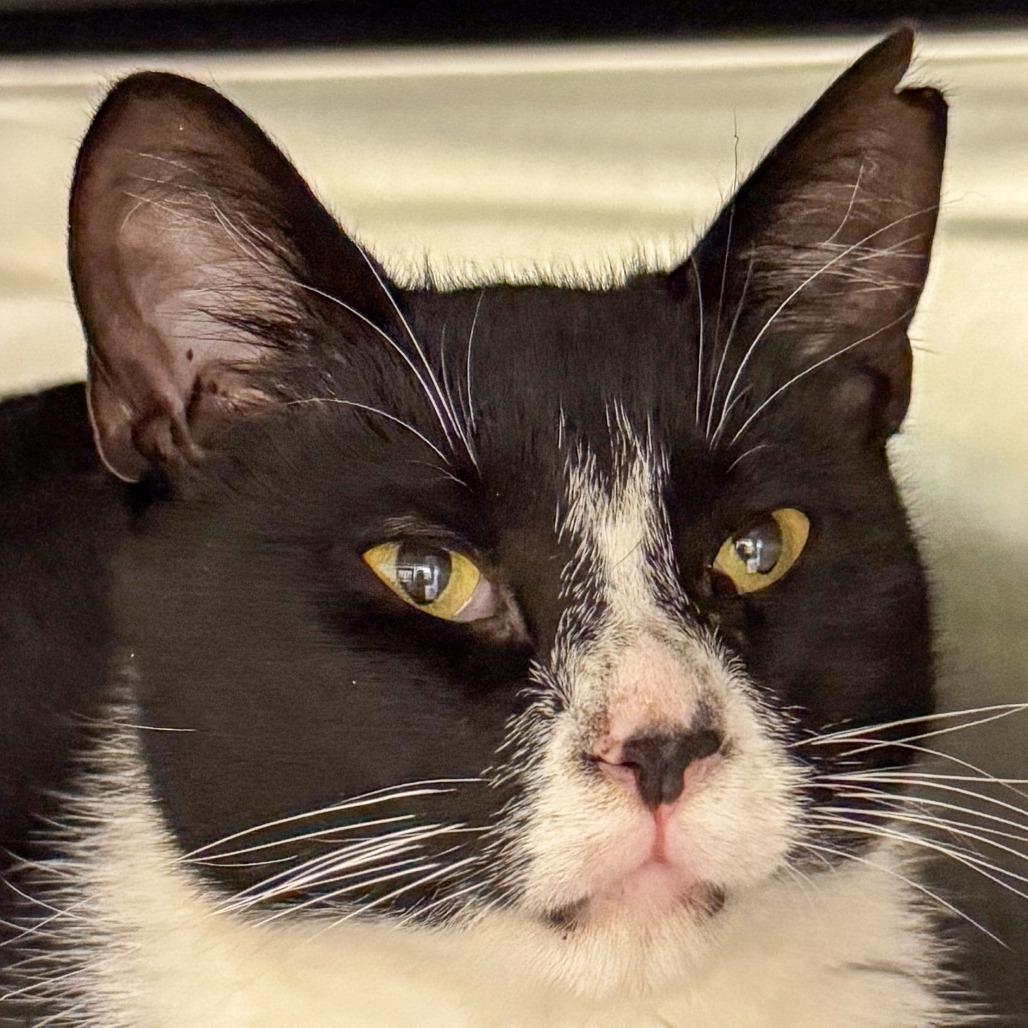 Mittens*Foster to Adopt*