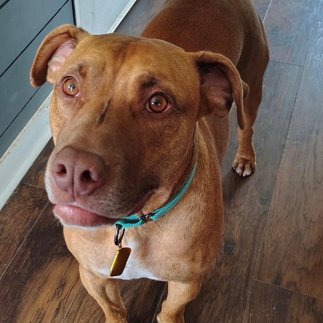Scooby