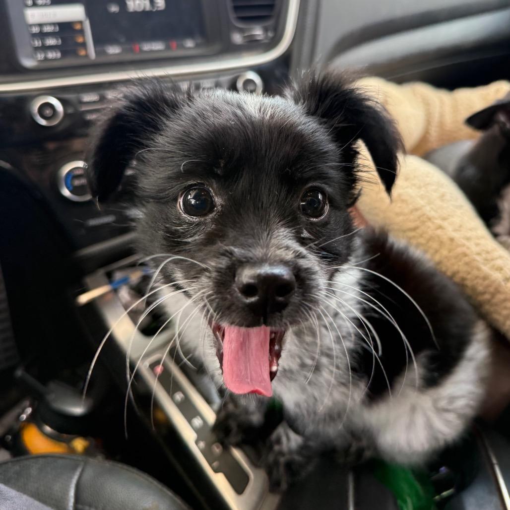 Chico