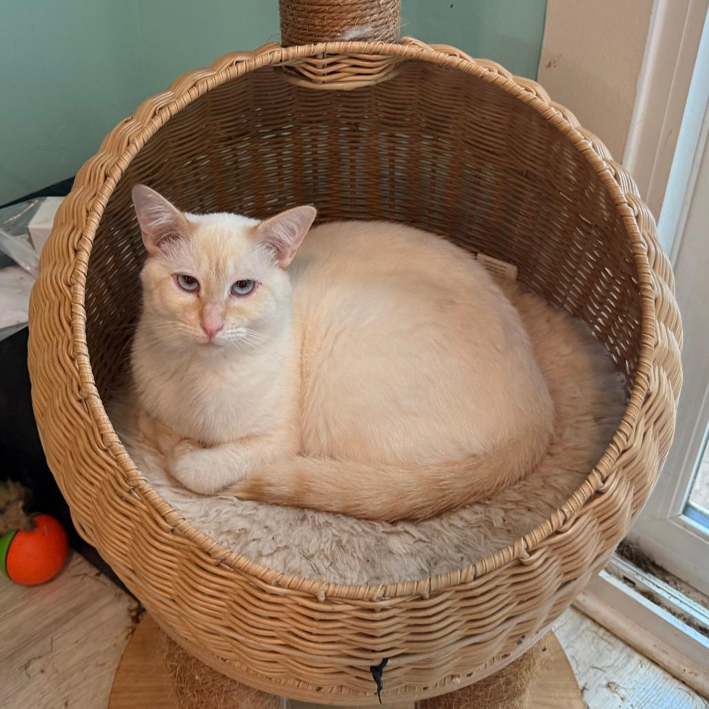 Simon