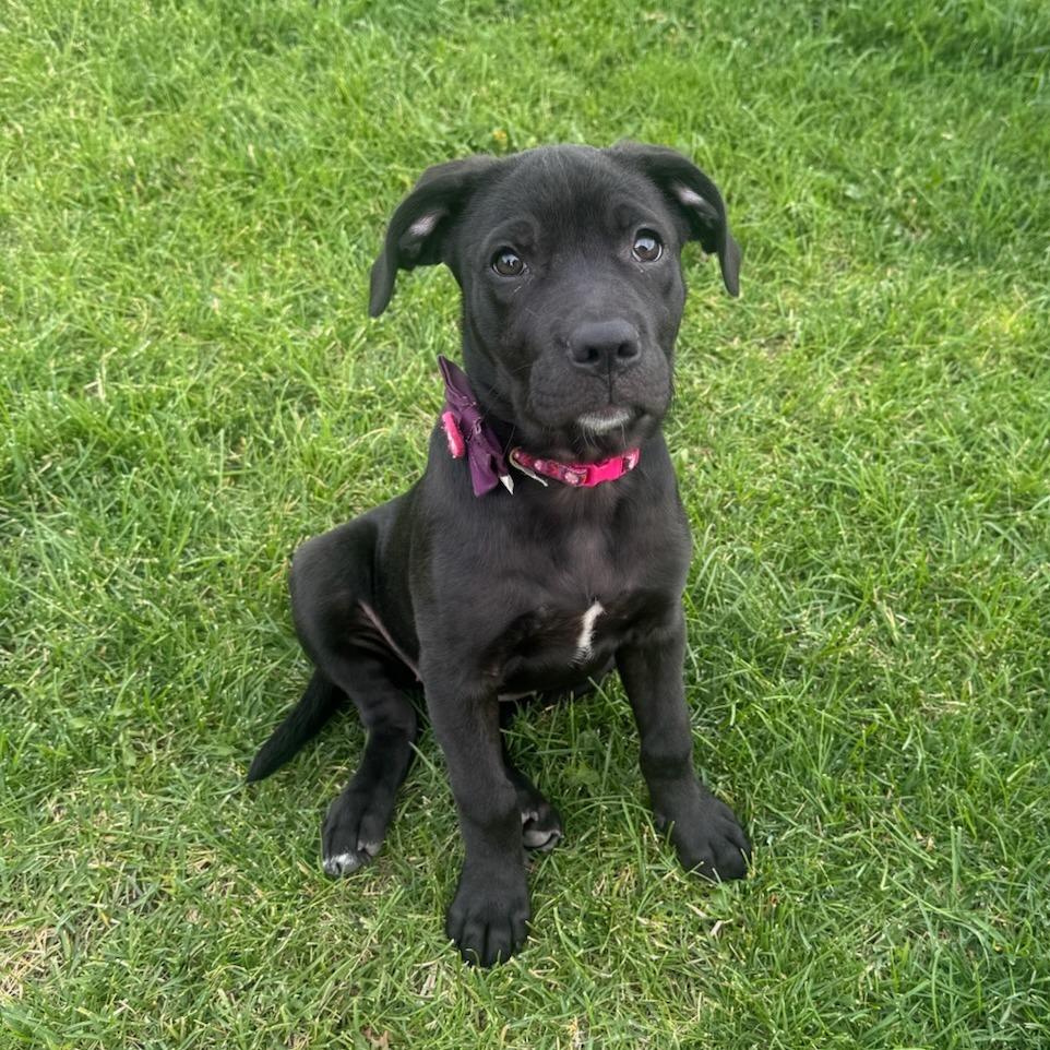 Licorice