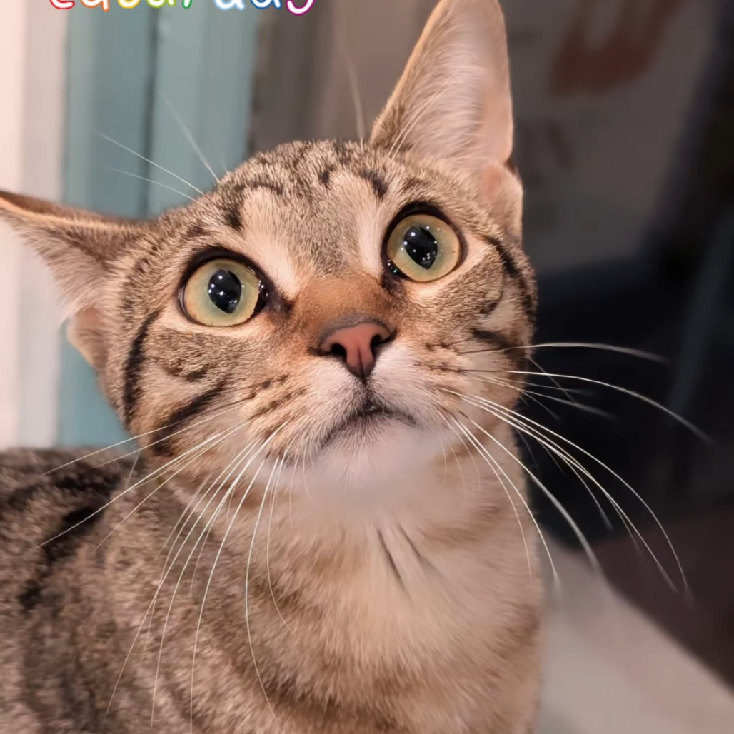 Nani Kitty