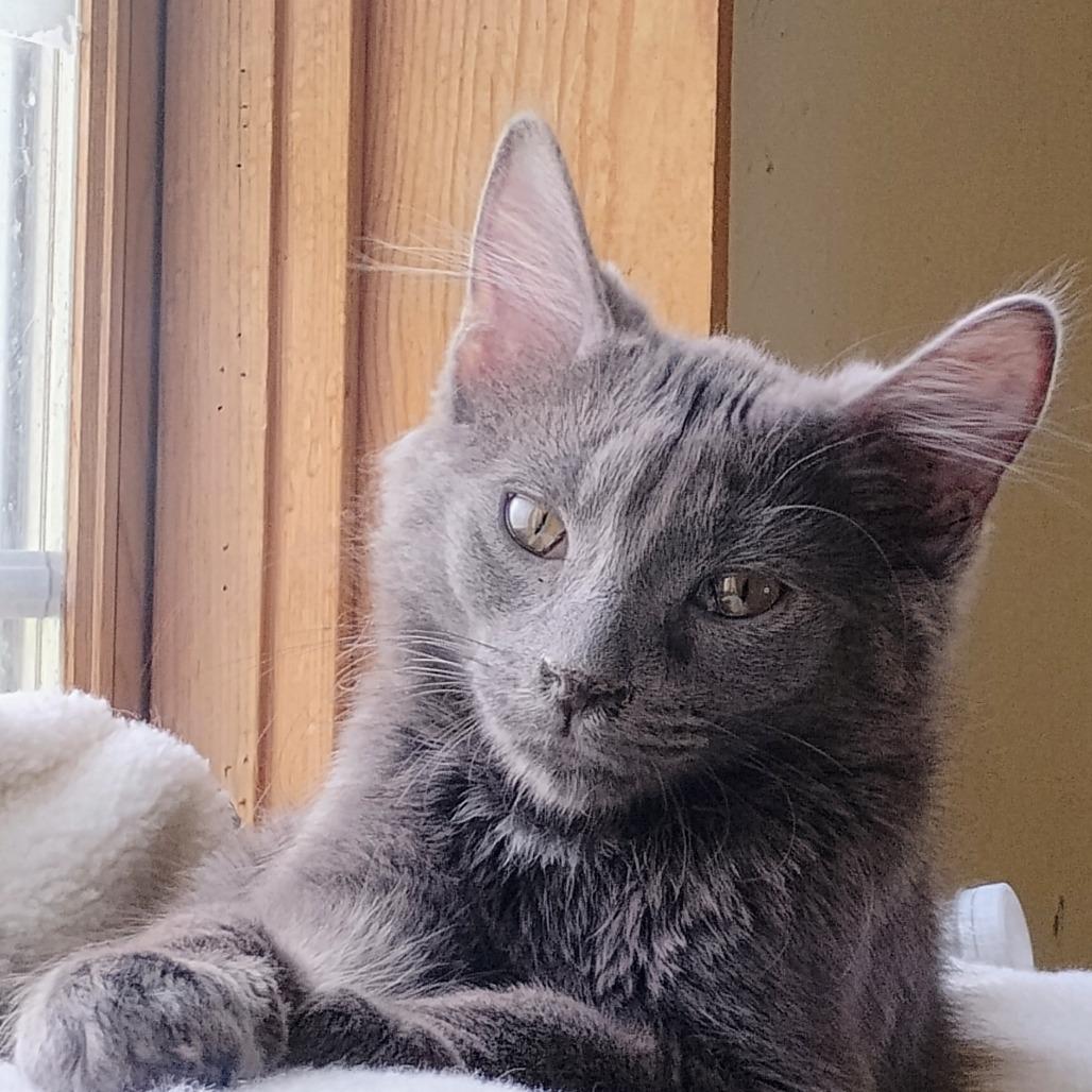 Louie