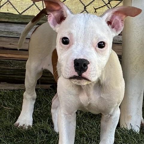 NY NooNoo (foster in Ossining NY)