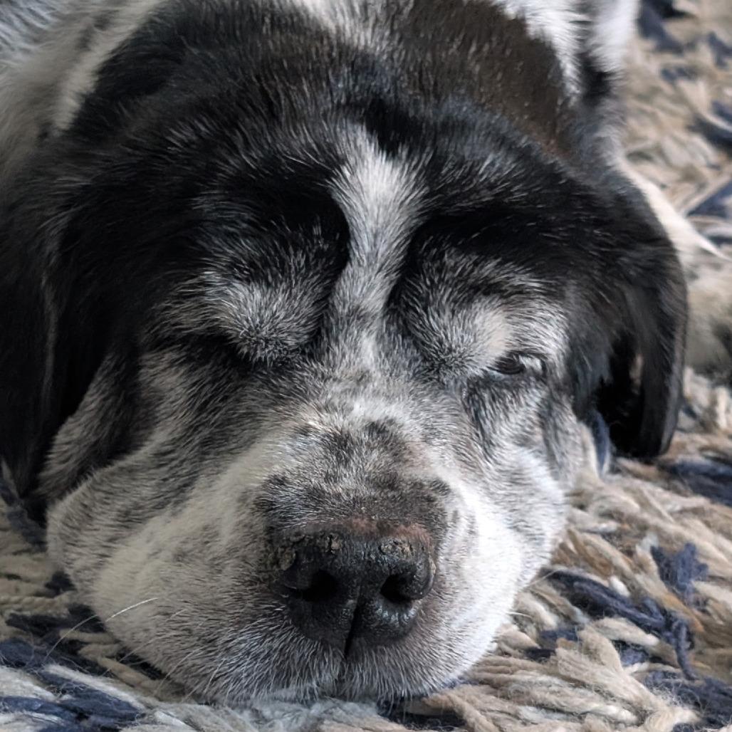 Meeka
