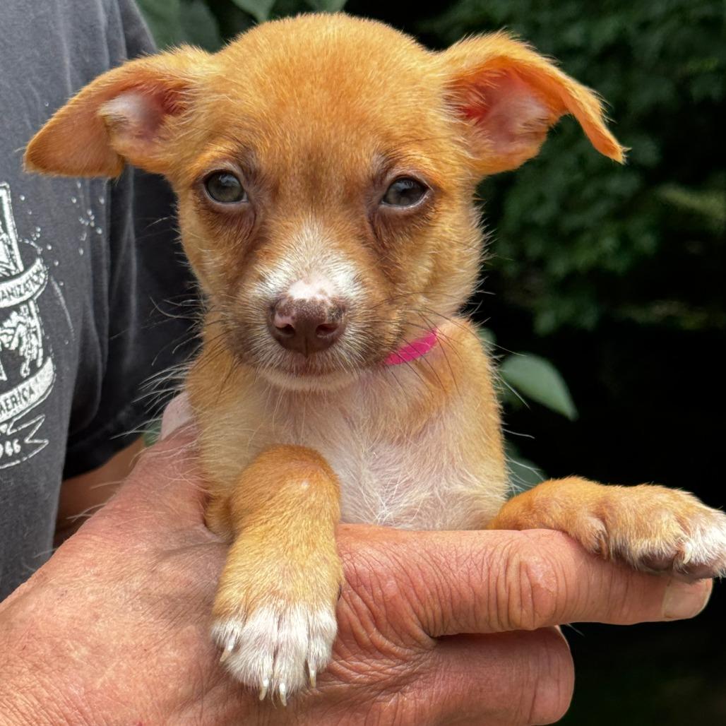 NY Cindy Lou (foster in Brewster NY)