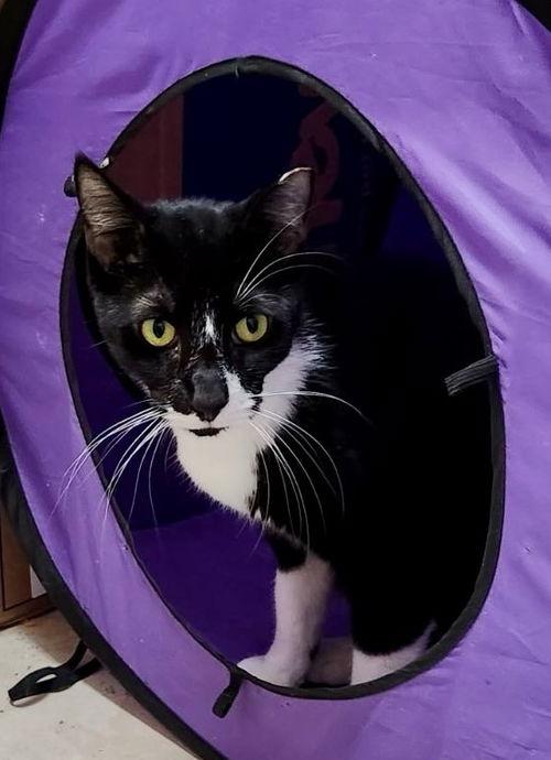 oreo the sweet boy