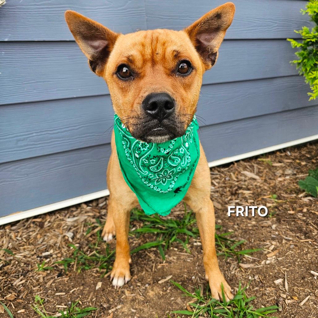 Frito