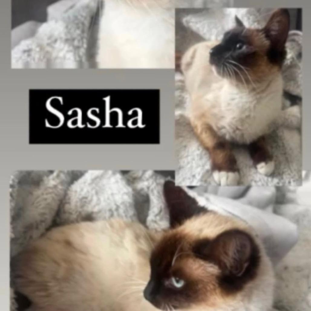 Sasha