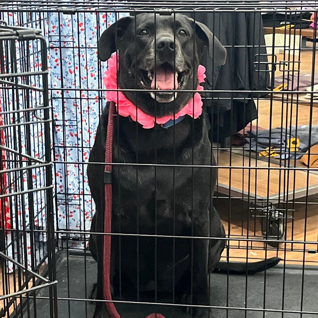Sammy
