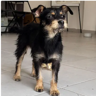 Pixie