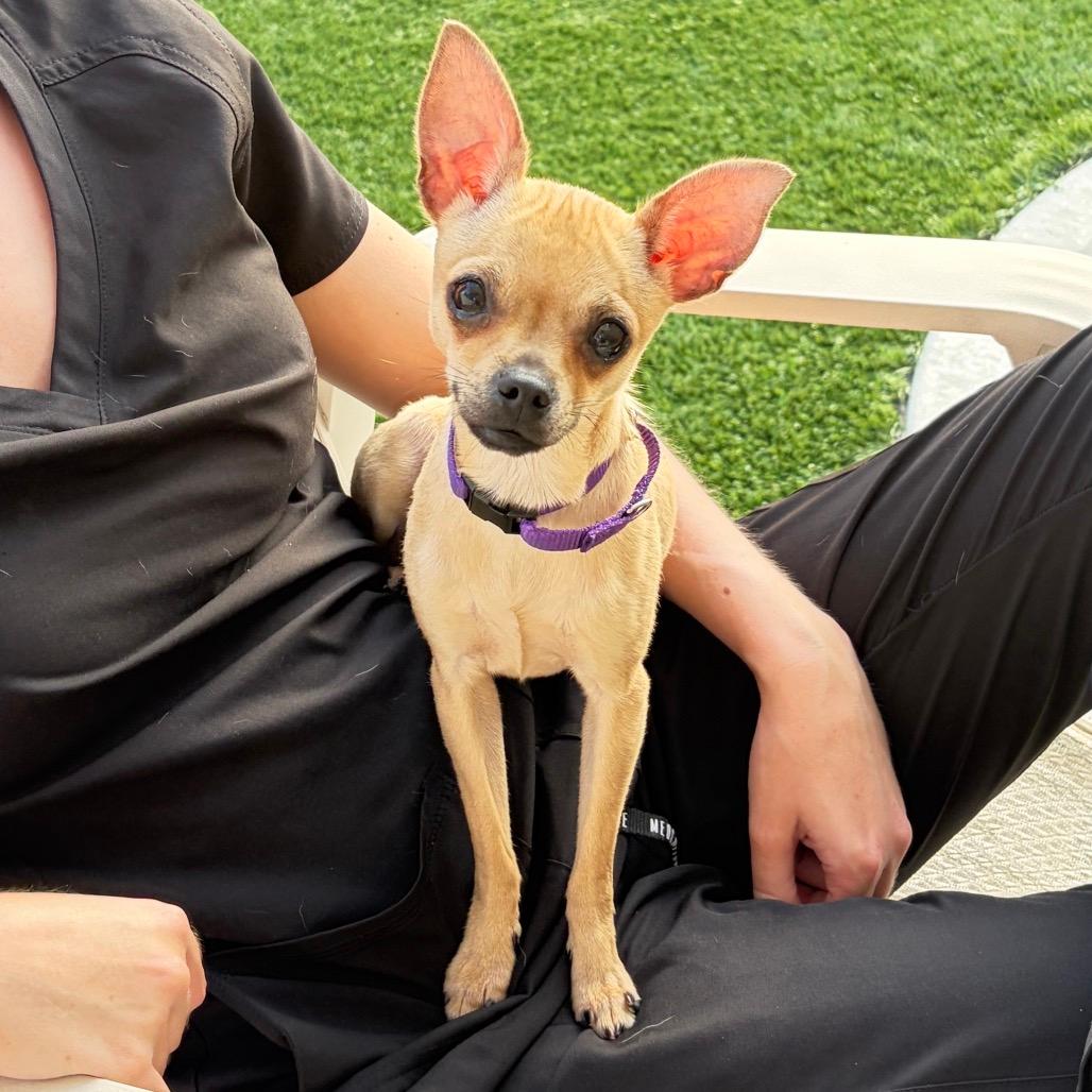 Pixie