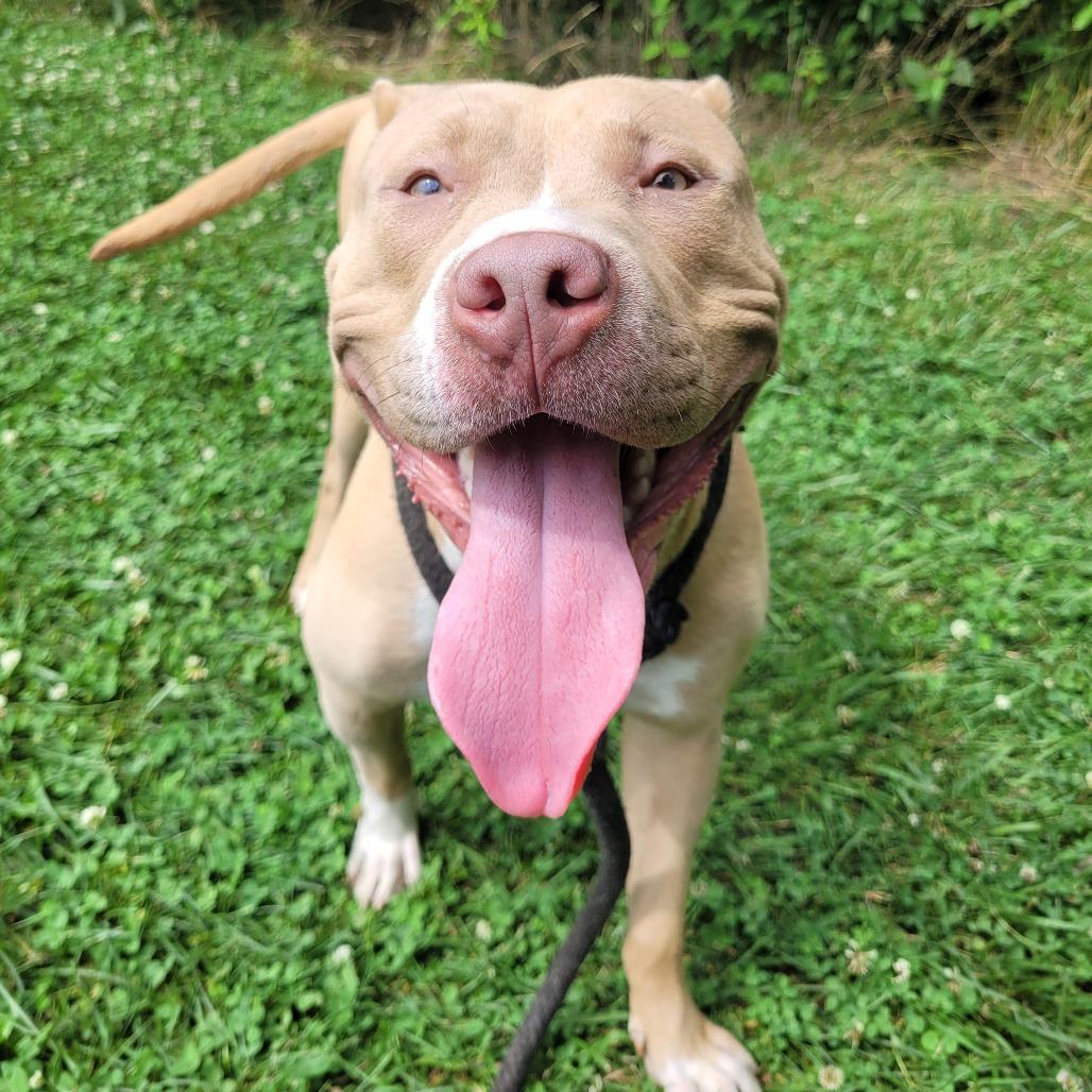 Myla