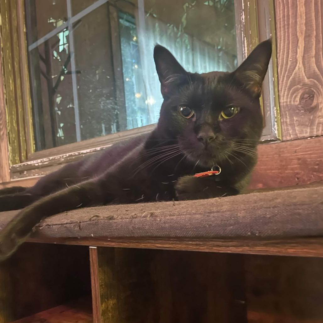 Miss Sara Bellum (cat café adoption)