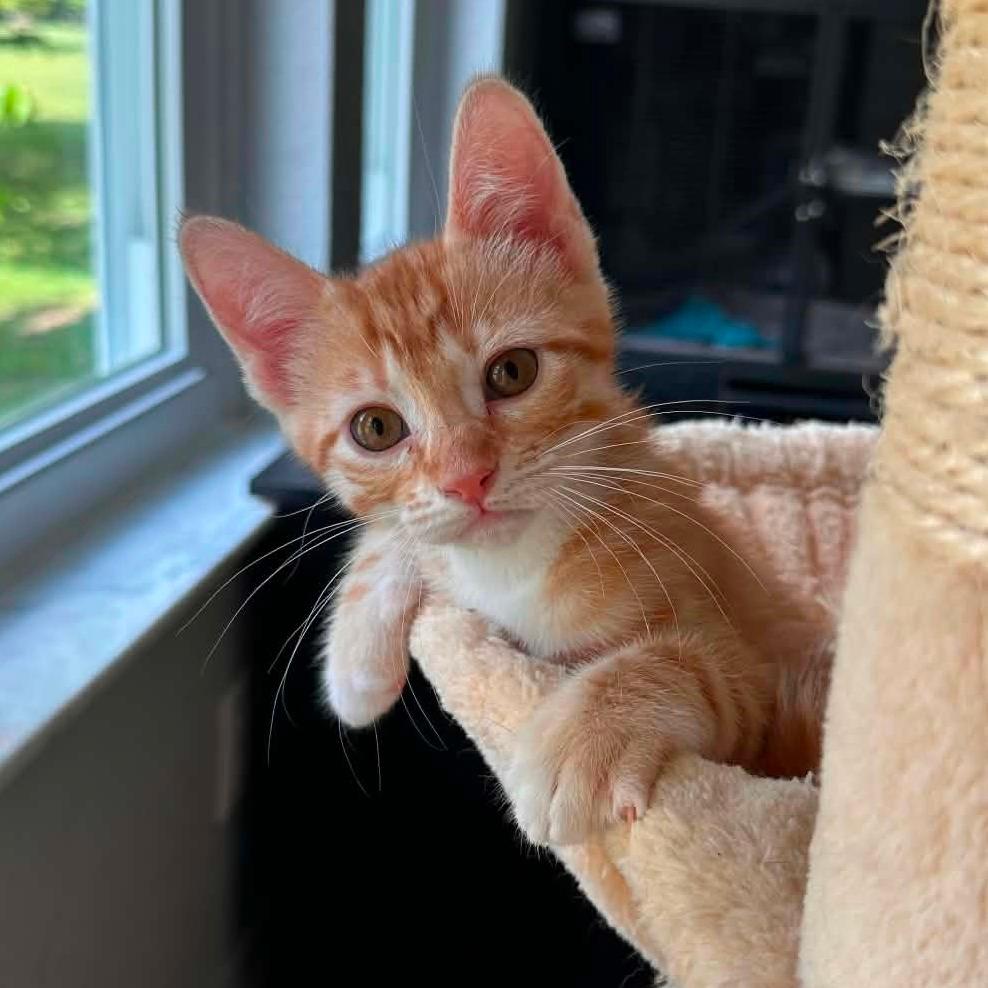 Kitty Kumquat
