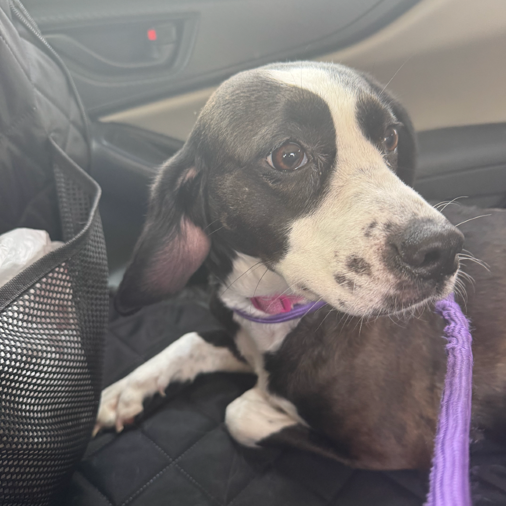 Roxie
