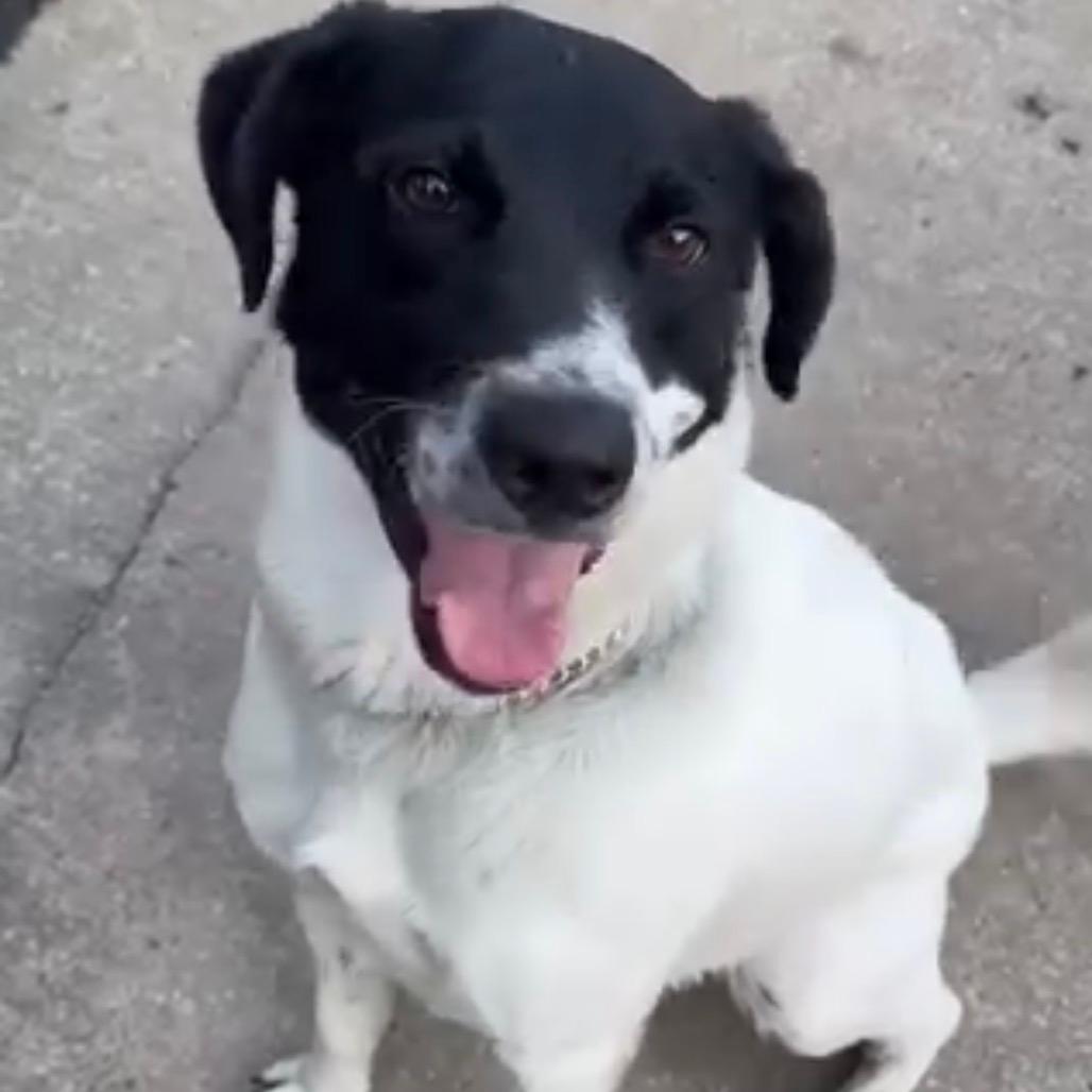Oreo