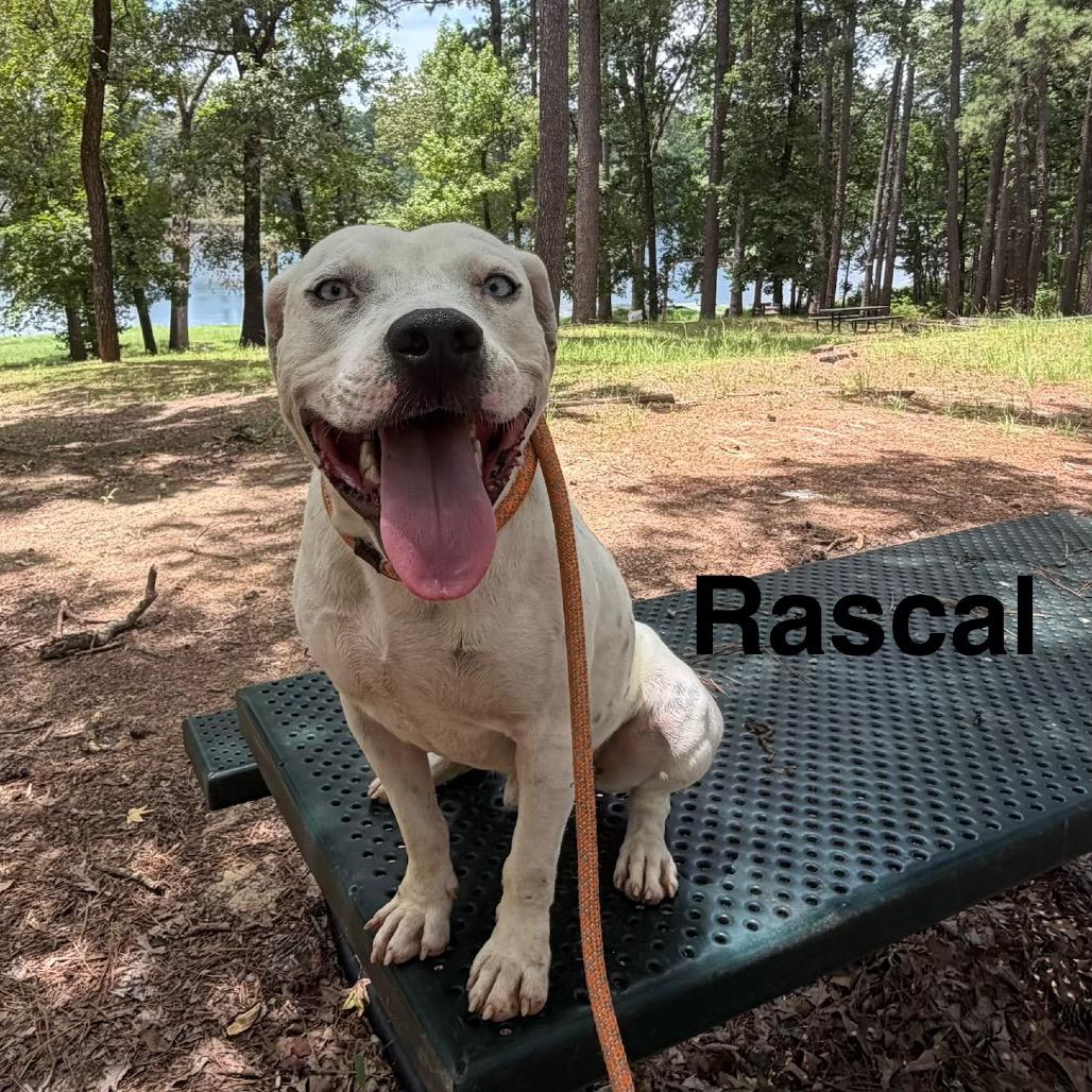 Rascal 