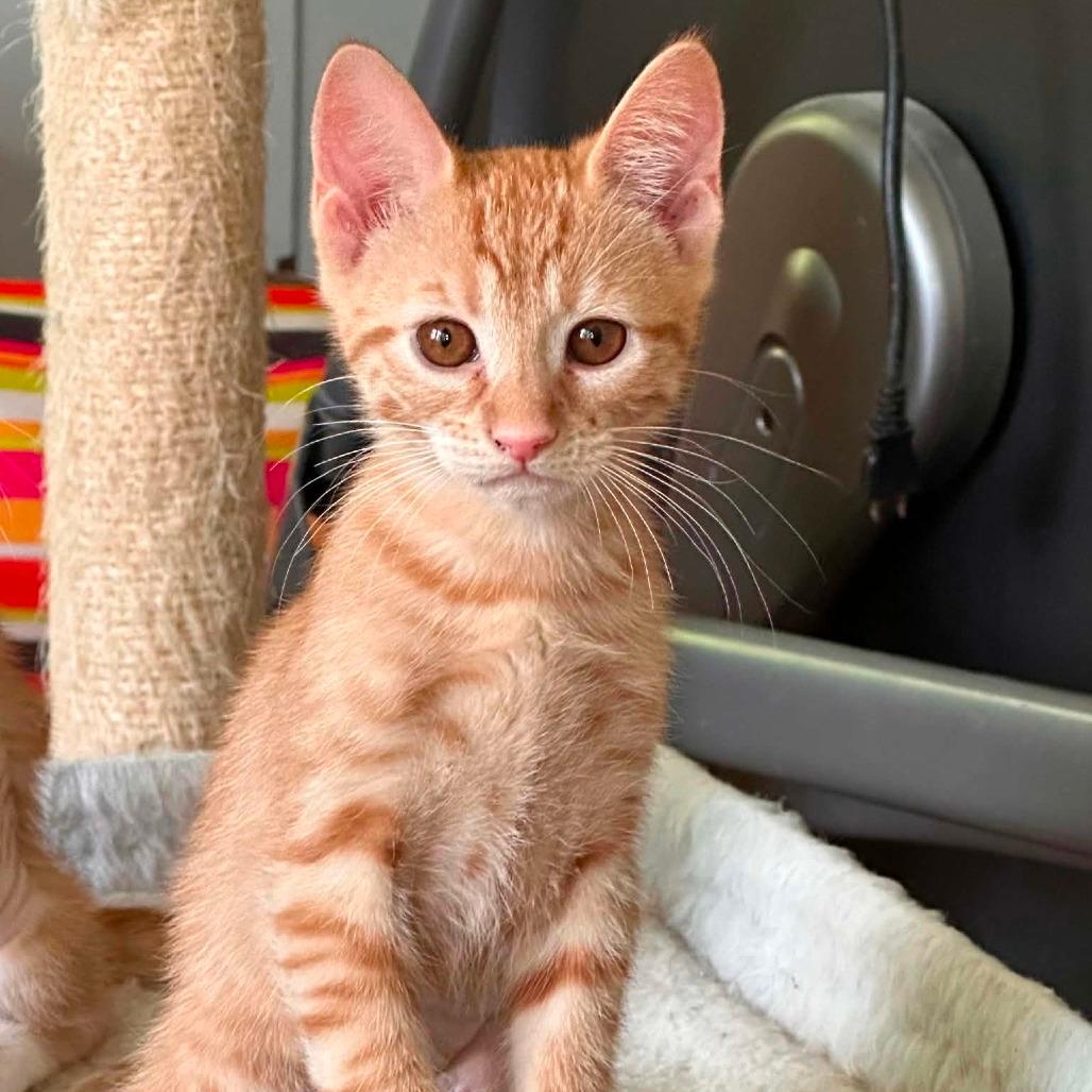 Tiny Sweet Tater