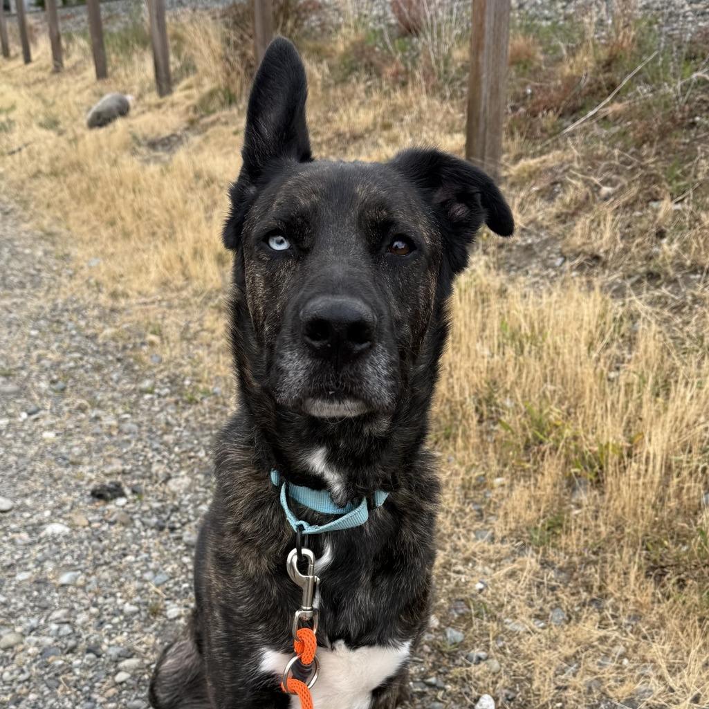 Mowgli