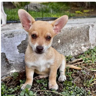 Theodor