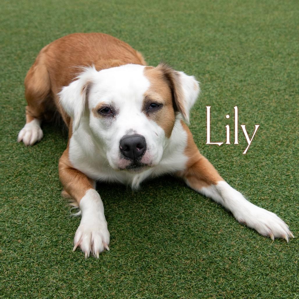 Lily 