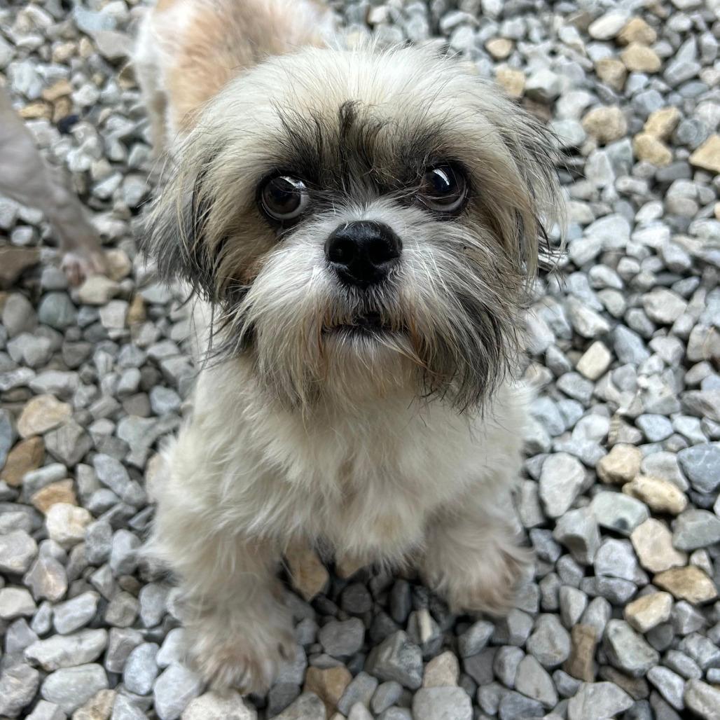 Millie