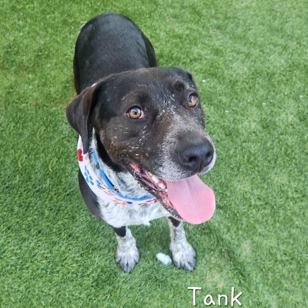 Tank 