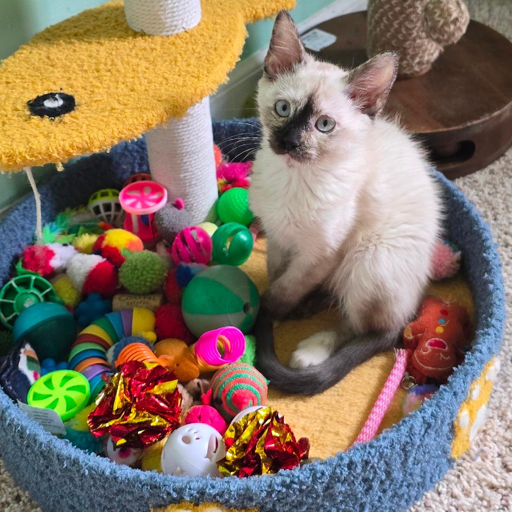 Gigi 