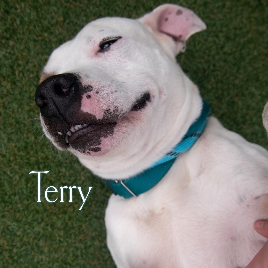 Terry 