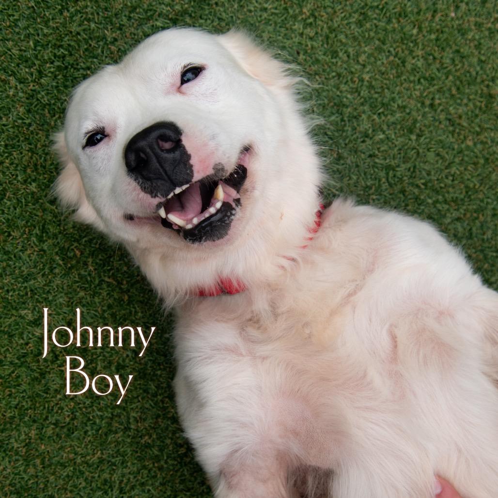 Johnny Boy 