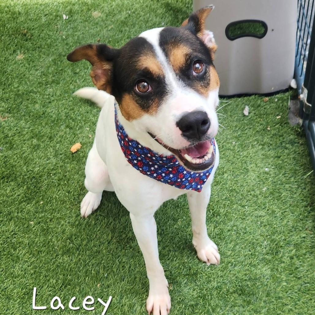Lacy