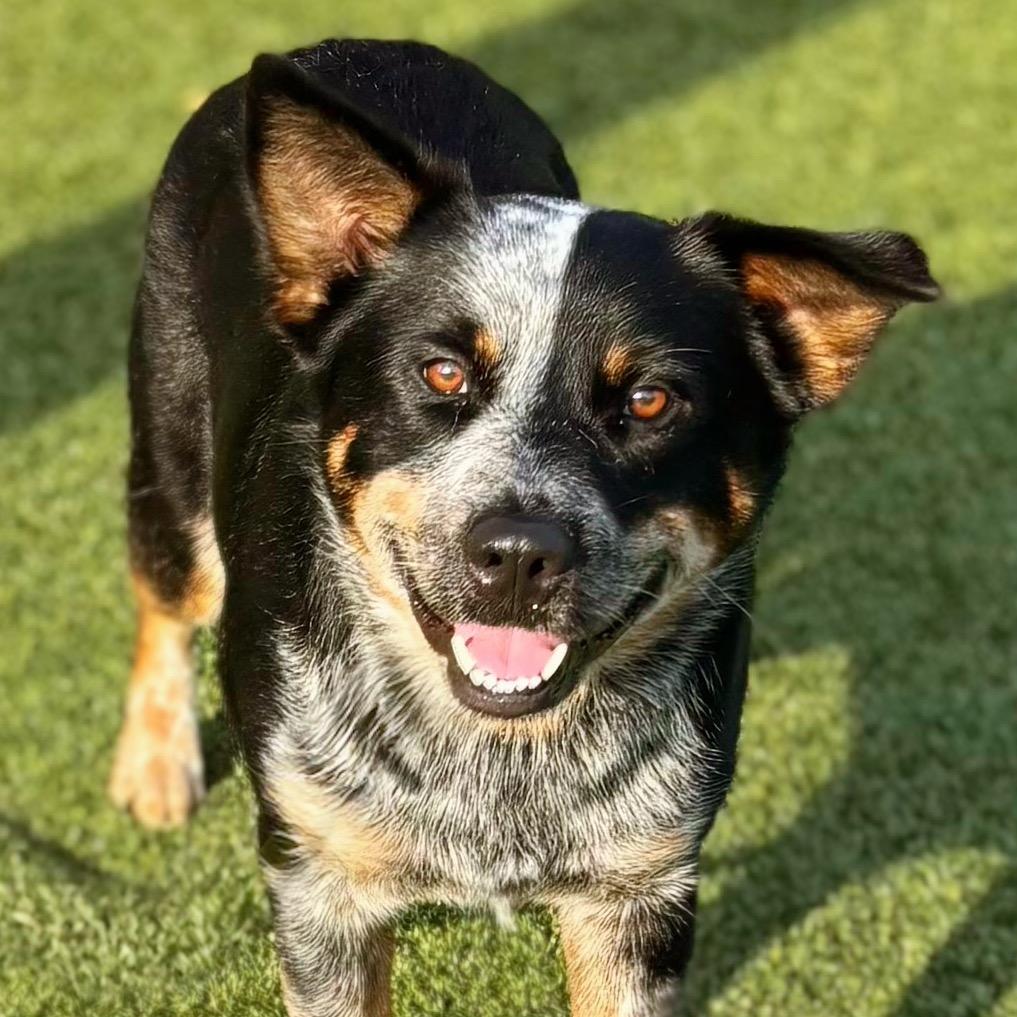 Bandit 