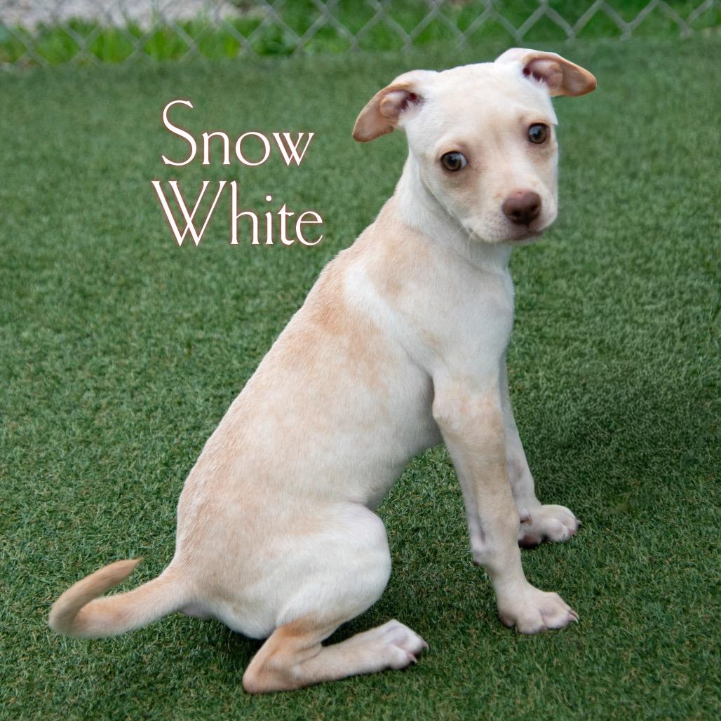 Snow White 