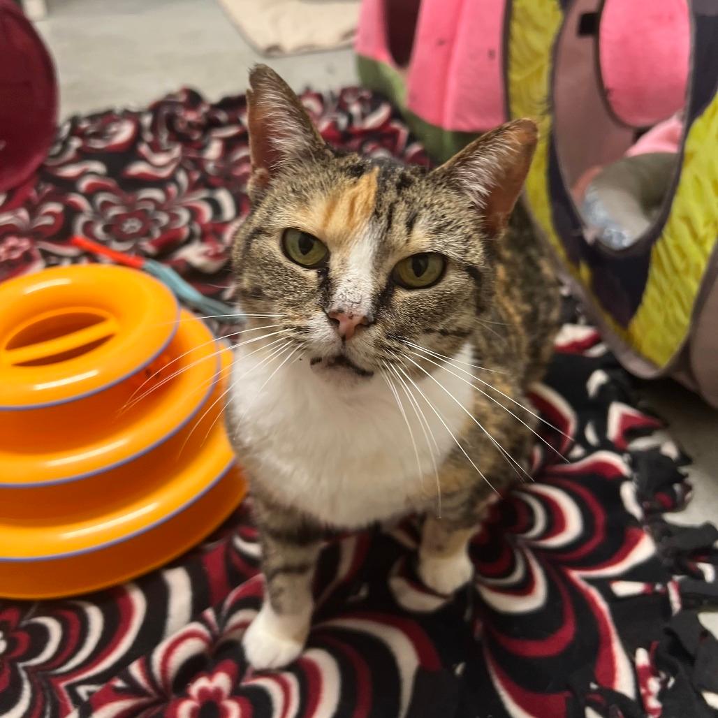Nala