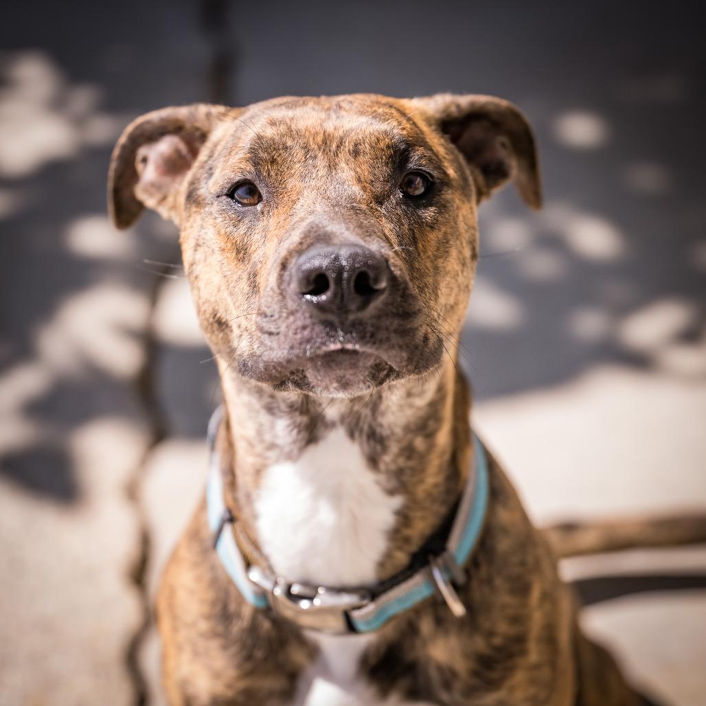 Nova