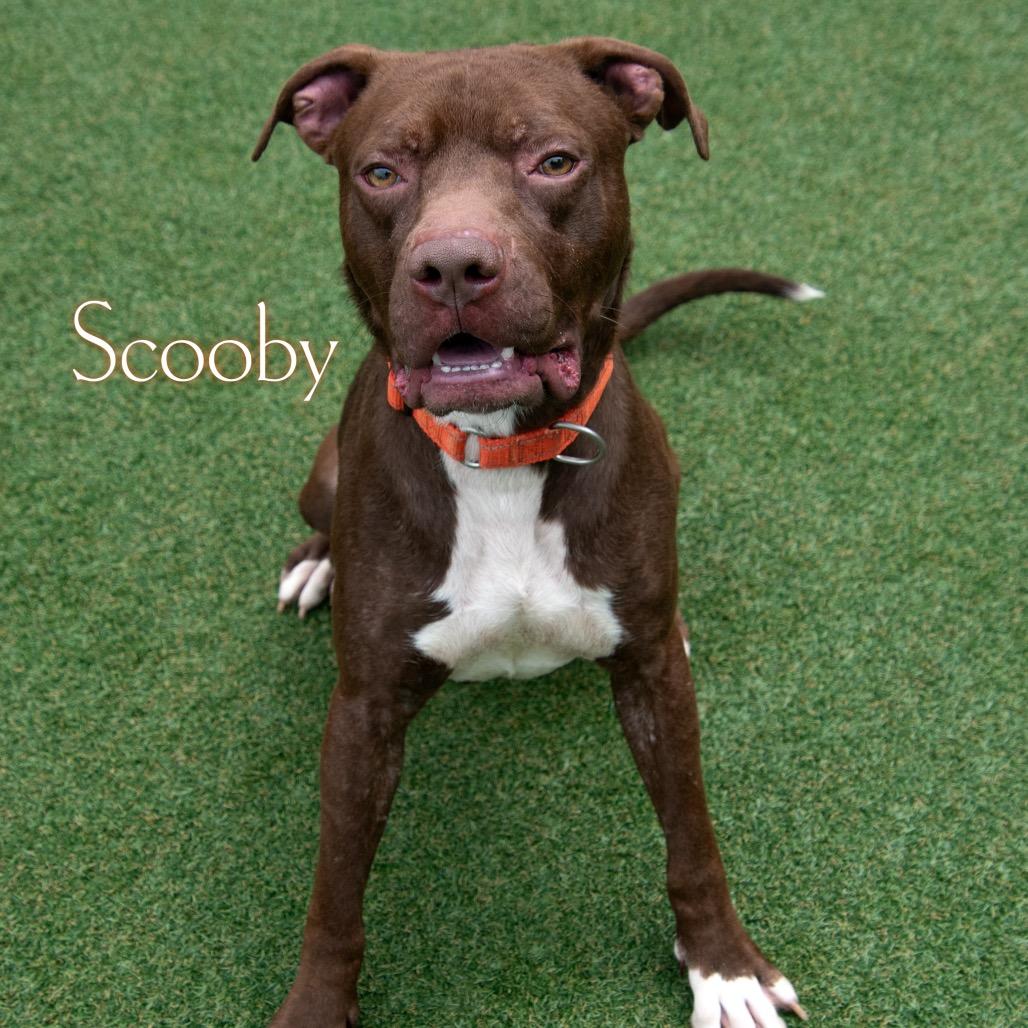 Scooby