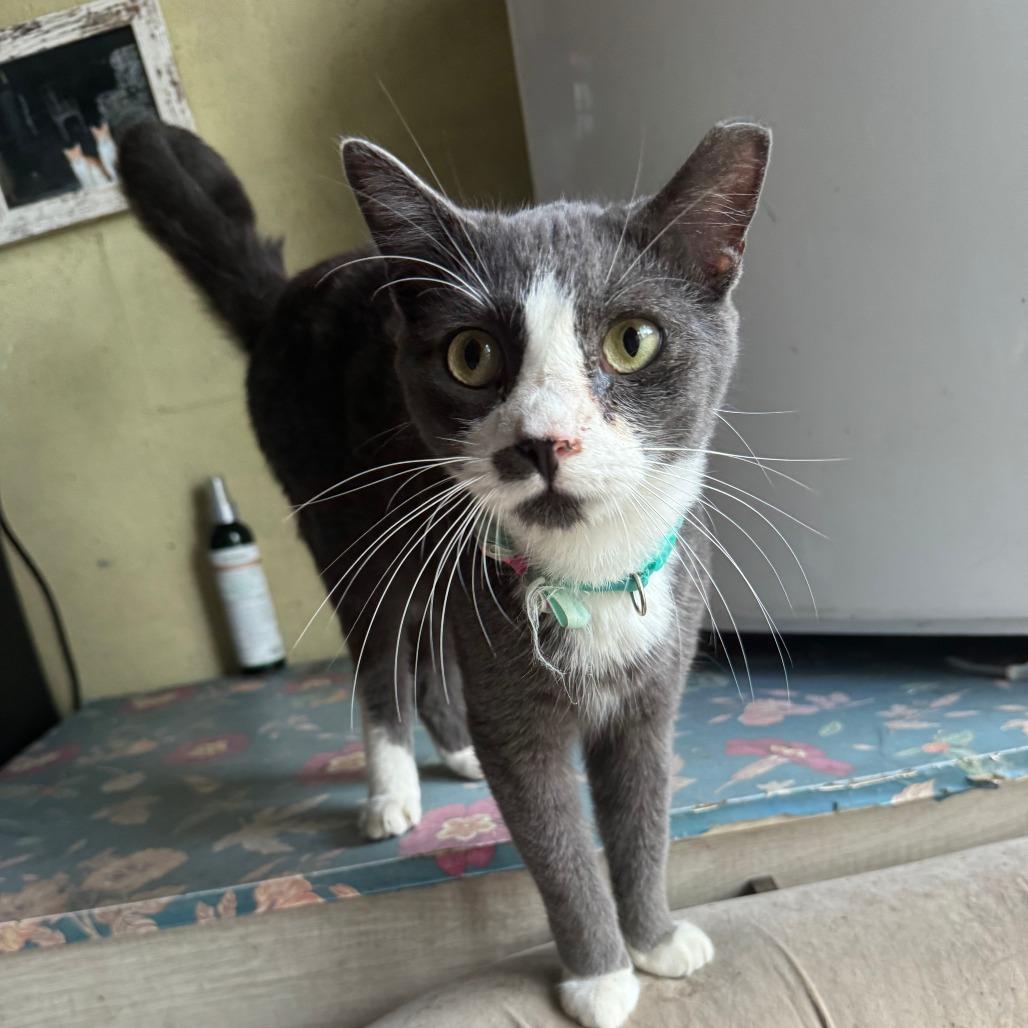 Kitty