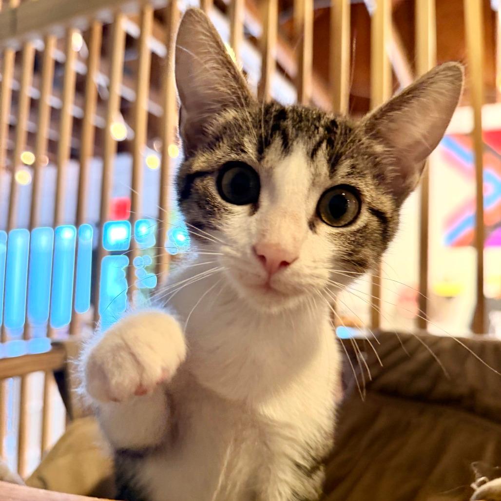 Peanut